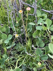 Brachyscome lineariloba