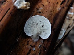 Rhizocybe albida