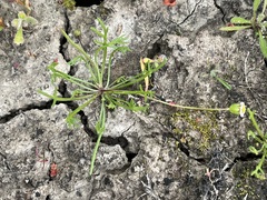 Brachyscome lineariloba