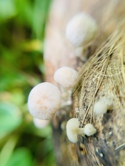 Favolaschia manipularis