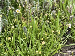 Brachyscome lineariloba