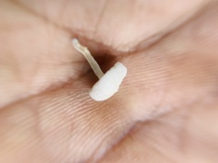Favolaschia manipularis