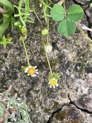 Brachyscome lineariloba