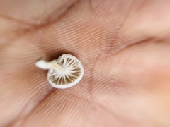 Favolaschia manipularis