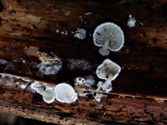 Rhizocybe albida