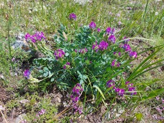 Oxytropis nitens