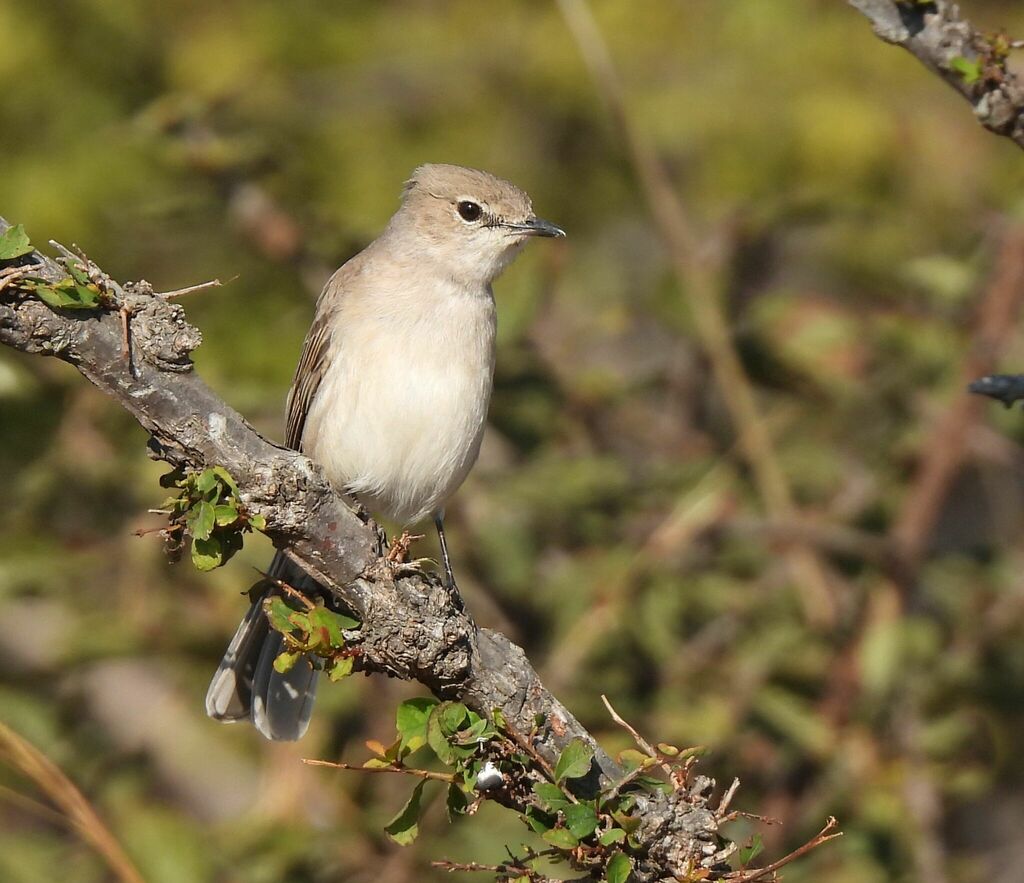 Pale Flycatcher