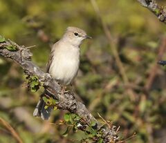 Pale Flycatcher photo 1