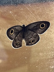 Ypthima argus
