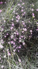 Acmadenia macropetala