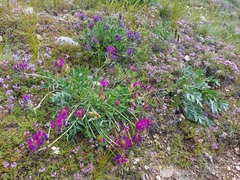 Oxytropis nitens