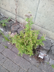 Eupatorium cannabinum
