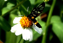 Amata sperbius