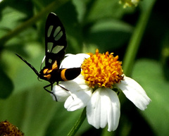 Amata sperbius