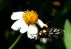 Amata sperbius