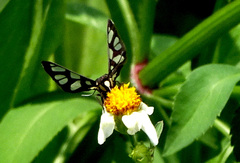Amata sperbius