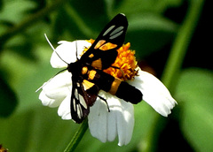 Amata sperbius