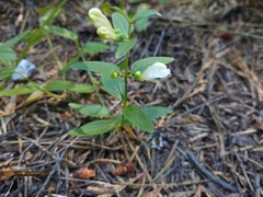 Scutellaria californica