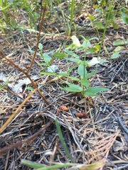 Scutellaria californica