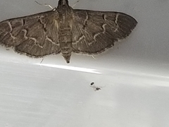 Pilocrocis