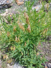Astragalus propinquus
