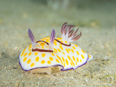 Goniobranchus annulatus