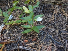 Scutellaria californica