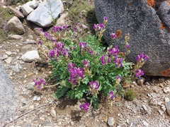 Oxytropis nitens