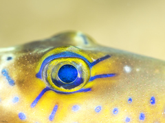 Canthigaster cyanospilota
