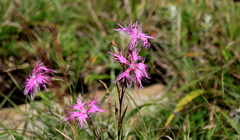 Dianthus pygmaeus
