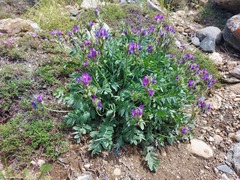 Oxytropis nitens