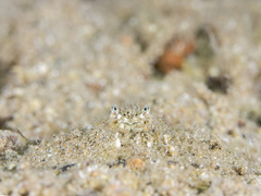 Aulacolambrus hoplonotus