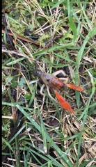 Engaeus hemicirratulus