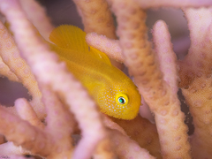 Paragobiodon xanthosoma