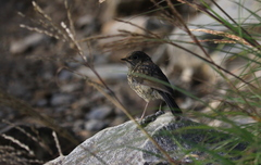 Tarsiger johnstoniae