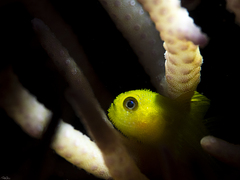 Paragobiodon xanthosoma