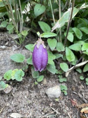 Campanula punctata hondoensis
