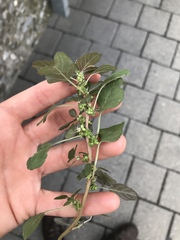Amaranthus blitum