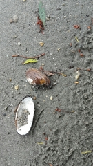 Unio elongatulus