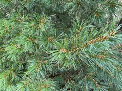 Pinus armandi