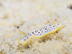 Chromodoris baqe
