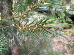 Pinus armandi