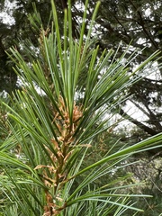 Pinus armandi