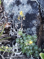 Draba incerta