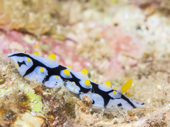 Phyllidia schupporum