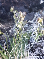 Draba incerta