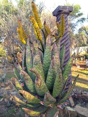 Aloe spectabilis