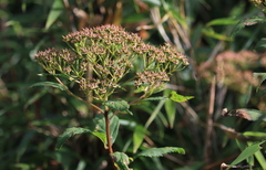 Spiraea formosana
