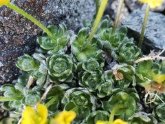 Draba incerta