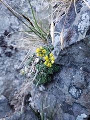 Draba incerta